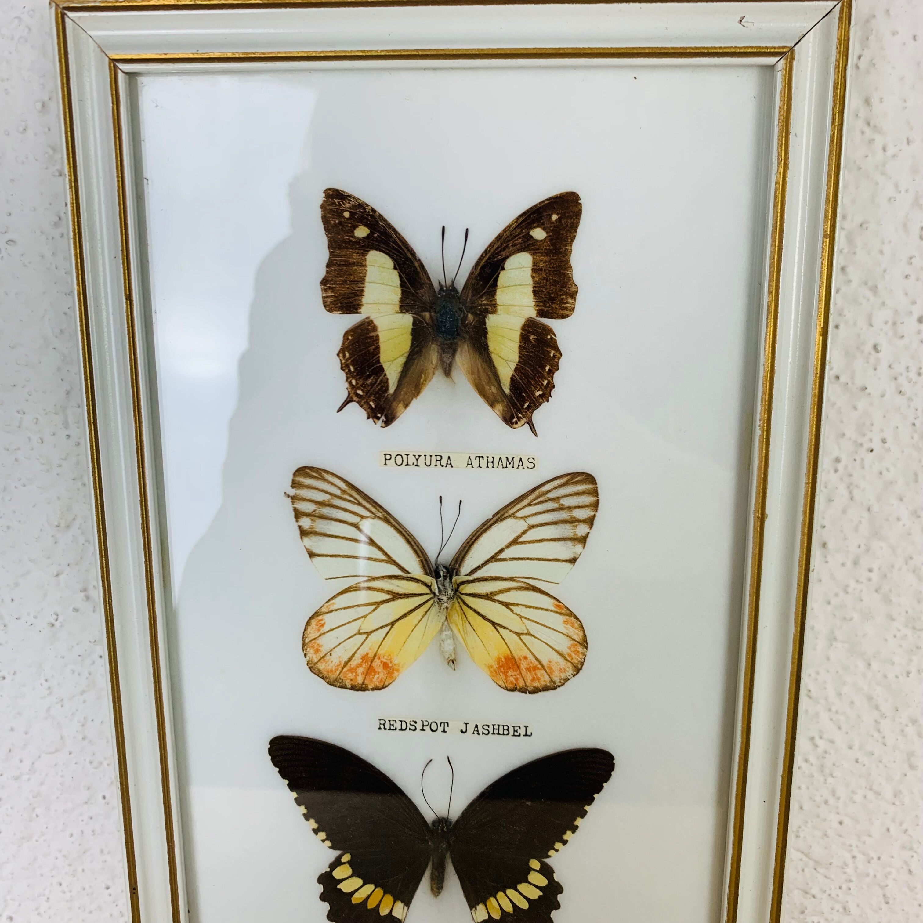 Vintage naturalized butterfly frame 38 x 15 cm