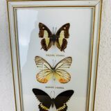Vintage naturalized butterfly frame 38 x 15 cm