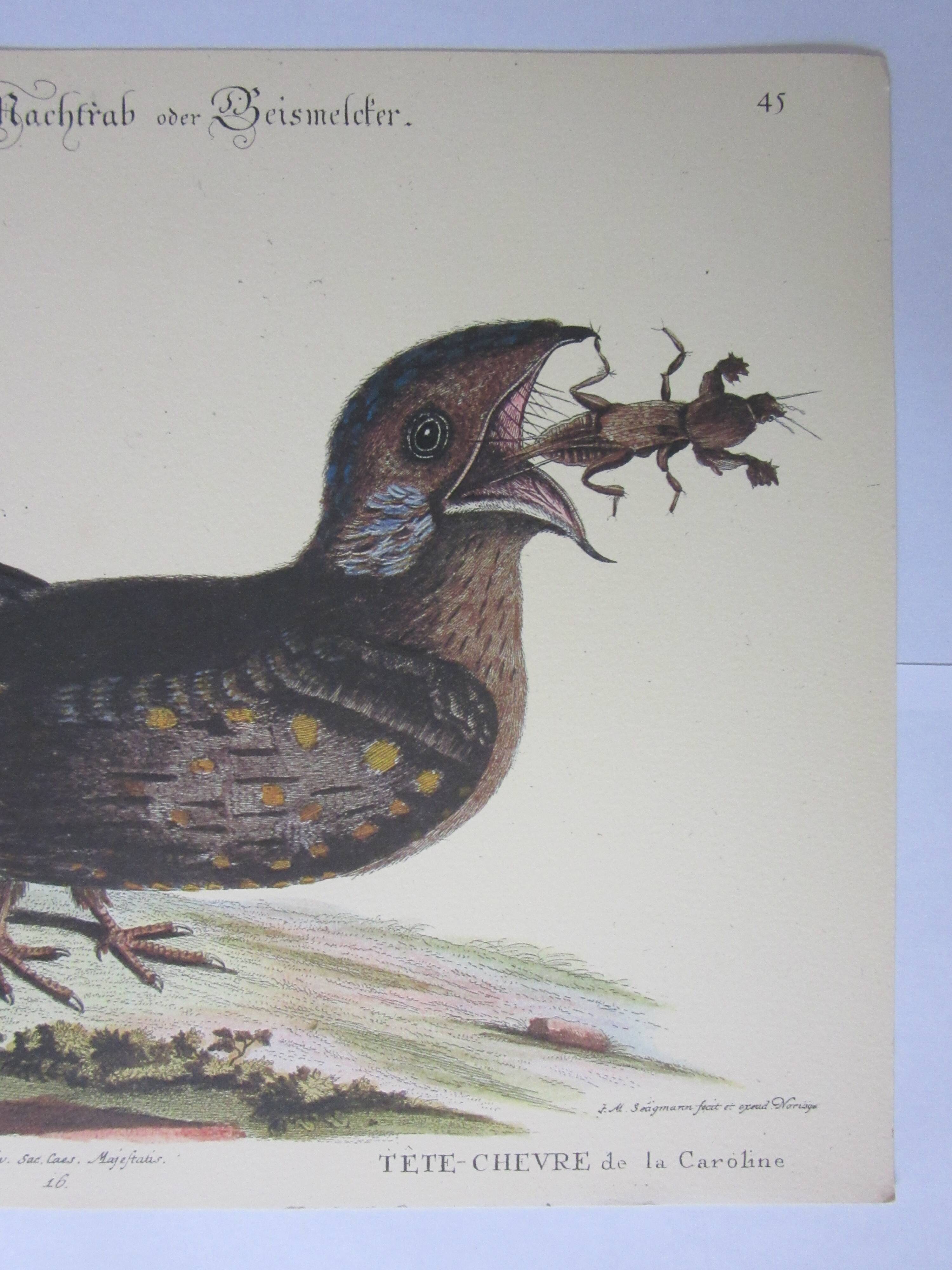 Engraving bird, head-goat of carolina, repro Catesby/Seligmann