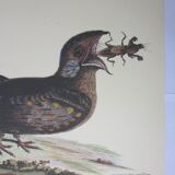 Engraving bird, head-goat of carolina, repro Catesby/Seligmann