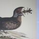 Gravure oiseau, tête-chèvre de la Caroline, repro Catesby/Seligmann