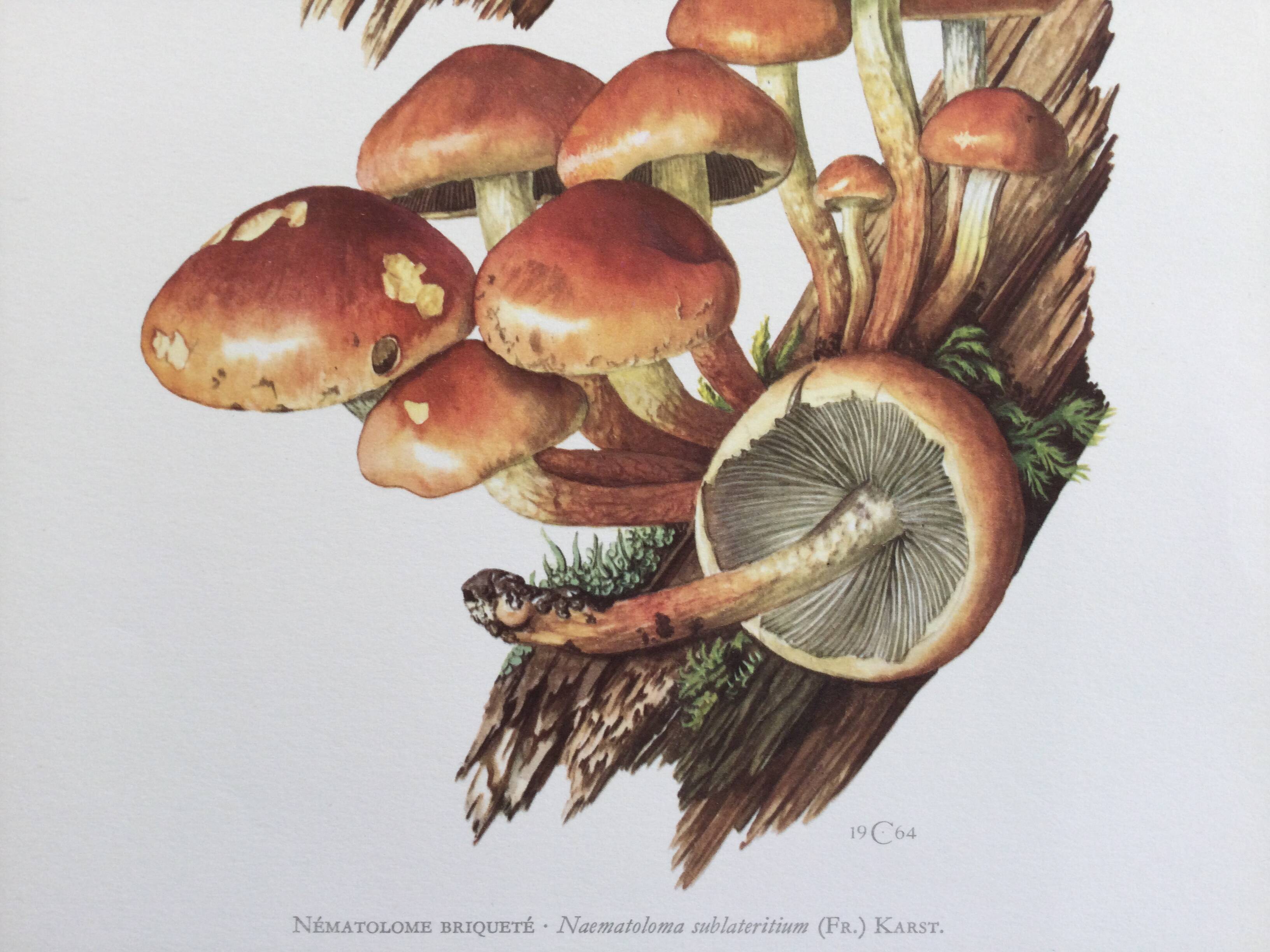 Botanical Illustration Mushrooms Nematoloma Bricket Vintage Print 60s