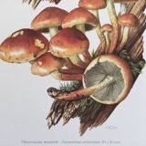 Botanical Illustration Mushrooms Nematoloma Bricket Vintage Print 60s