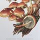 Botanical Illustration Mushrooms Nematoloma Bricket Vintage Print 60s