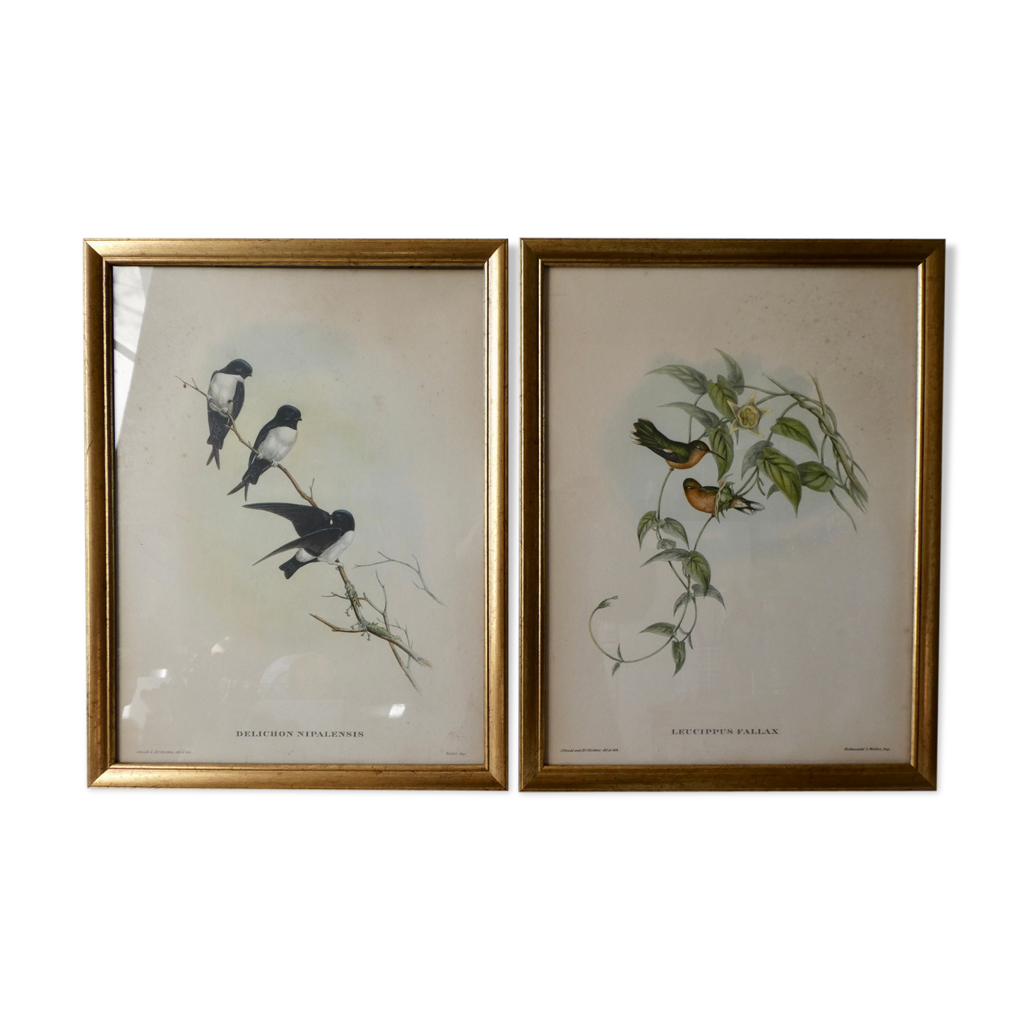 Pair of framed lithographs, birds
