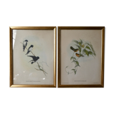 Pair of framed lithographs, birds