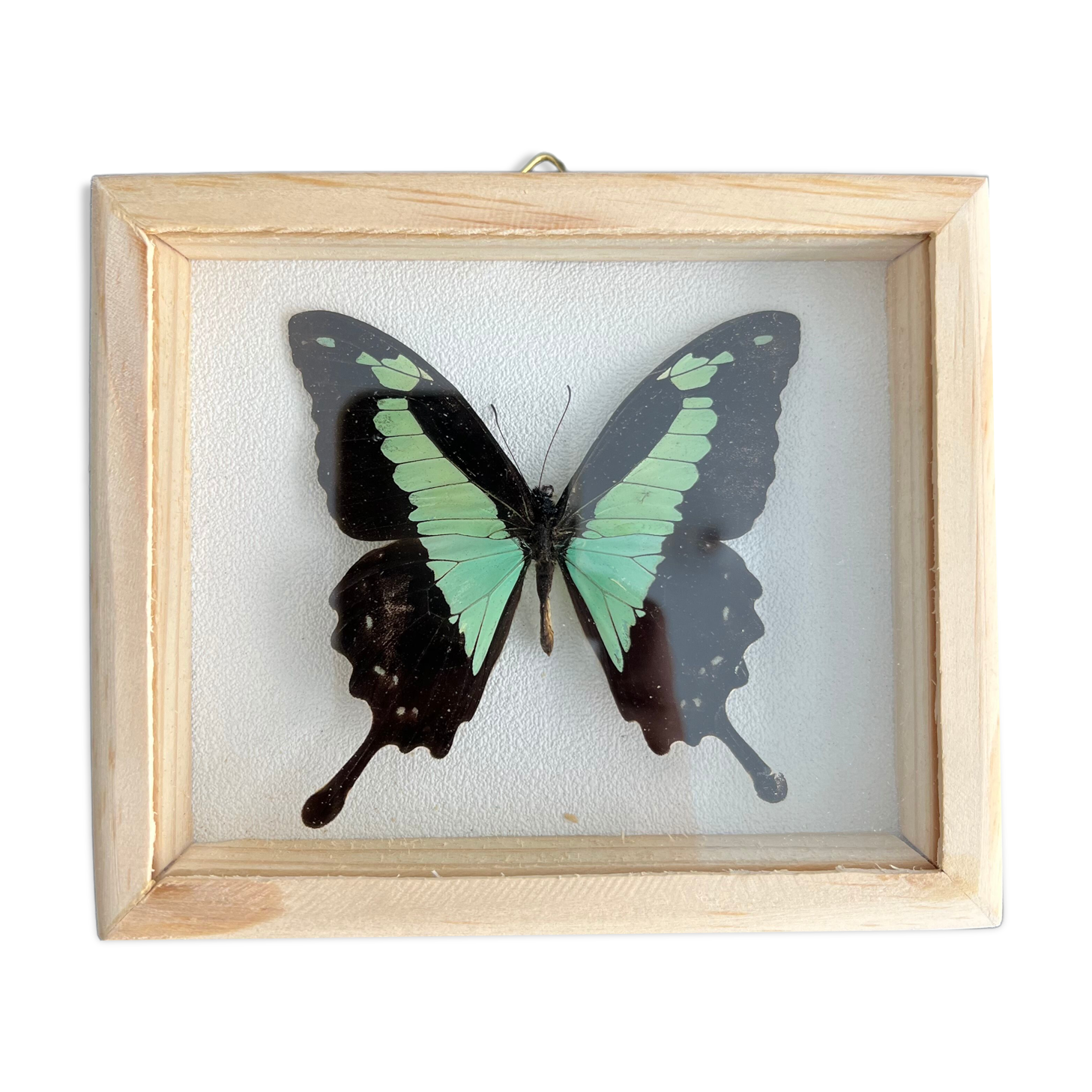Naturalized butterfly taxidermy frame