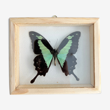 Naturalized butterfly taxidermy frame