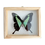 Naturalized butterfly taxidermy frame