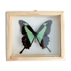 Naturalized butterfly taxidermy frame
