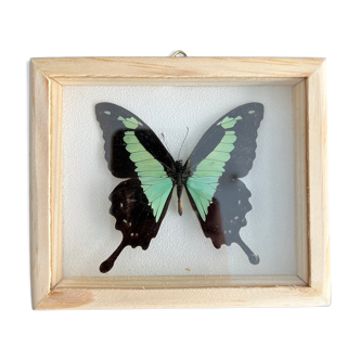 Cadre de taxidermie papillon naturalisé
