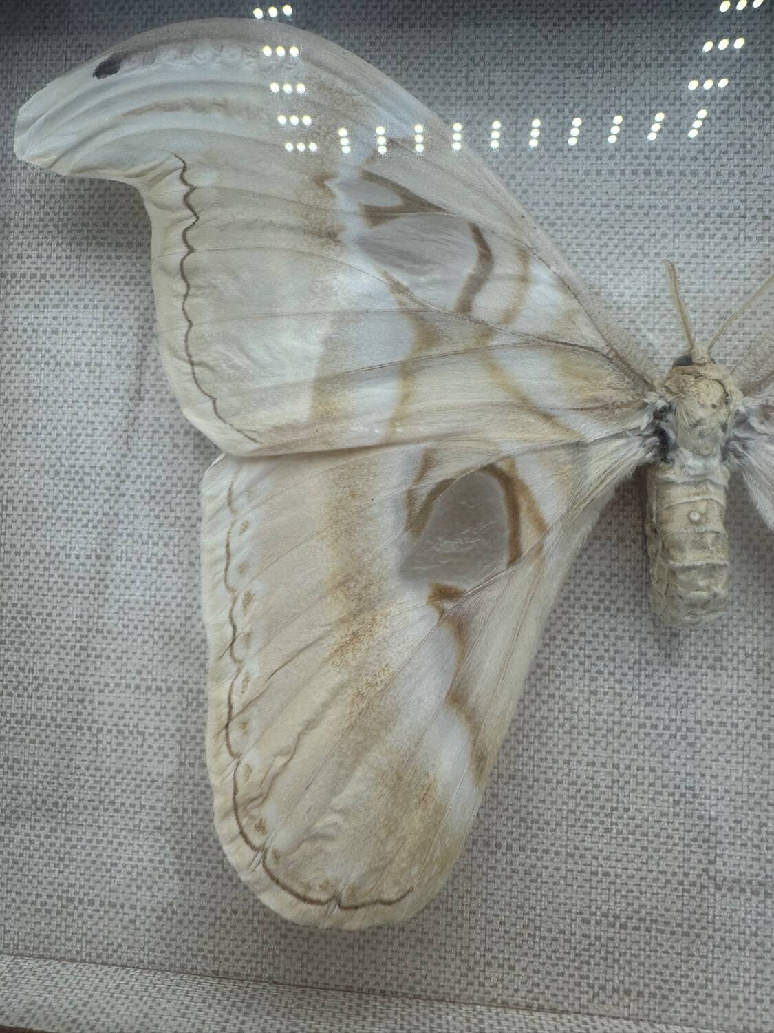 Vintage butterfly frame