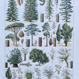 Illustration Millot, forest, forest trees