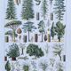 Illustration Millot, forest, forest trees