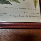 Planche botanique