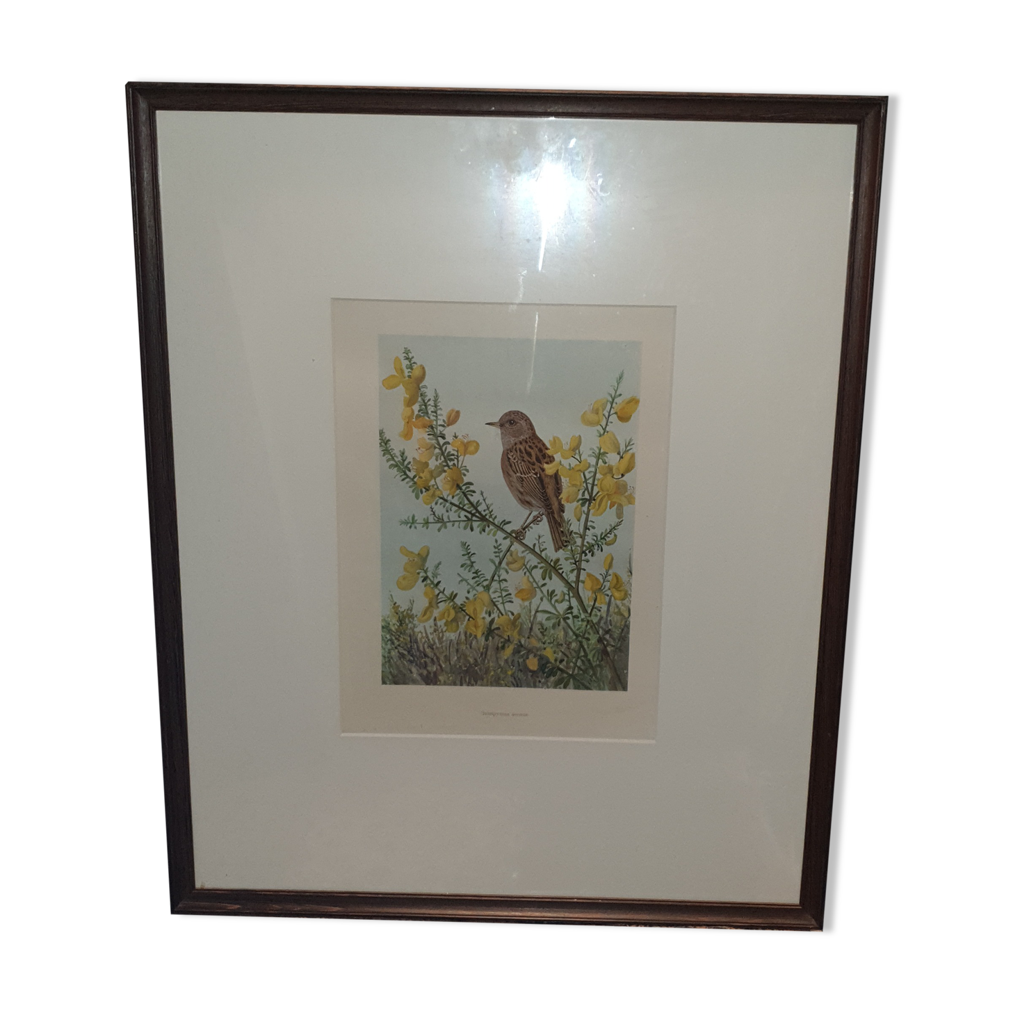 Ornithological engraving