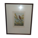 Ornithological engraving
