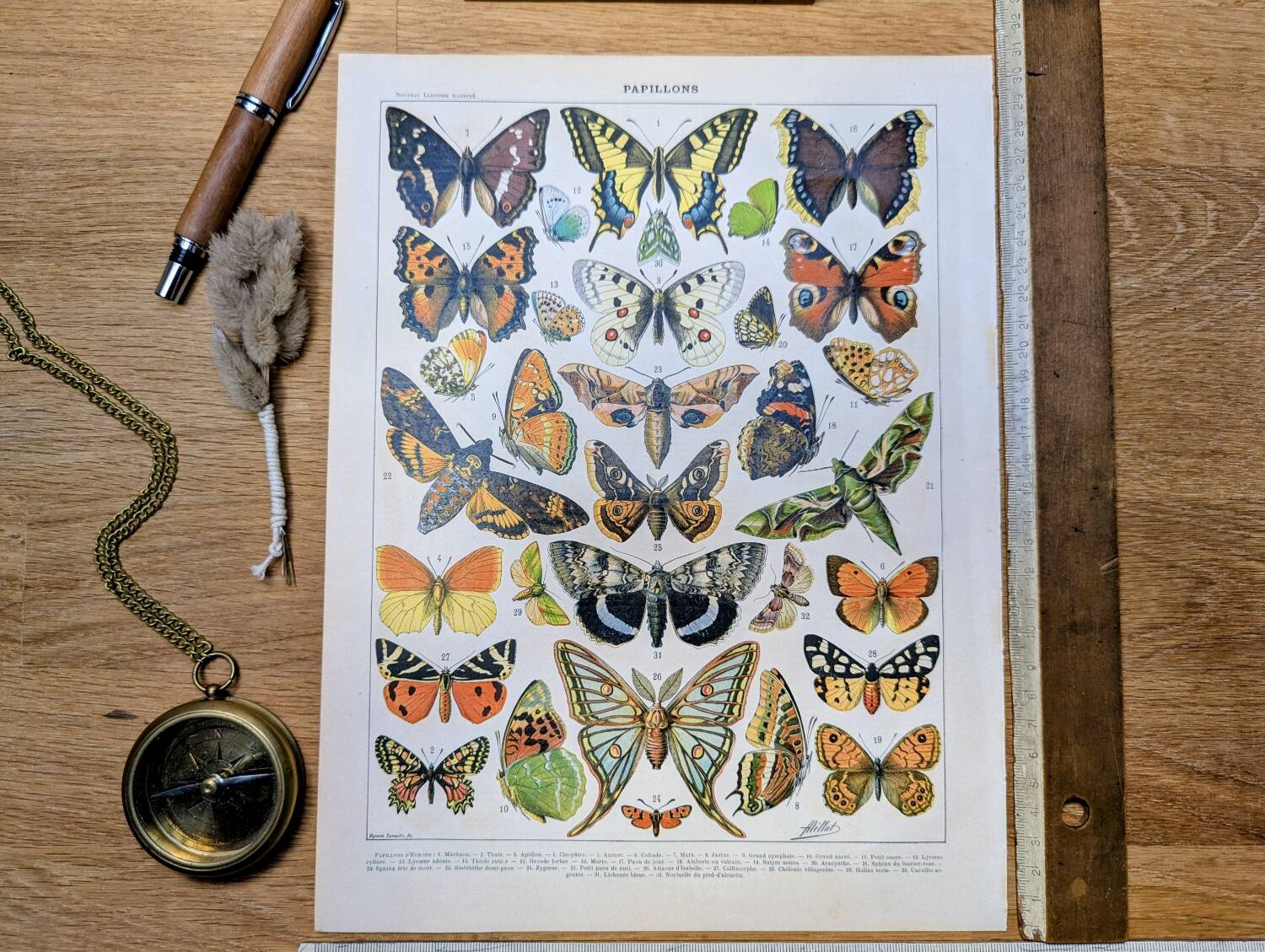 Imprimée en 1905, les papillons. Affiche Entomologique ancienne.