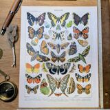 Imprimée en 1905, les papillons. Affiche Entomologique ancienne.