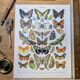 Imprimée en 1905, les papillons. Affiche Entomologique ancienne.
