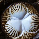 Oyster service, platter and 6 Longchamp oyster plates.