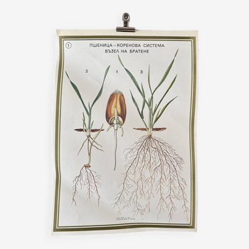 Botanical poster 1970's