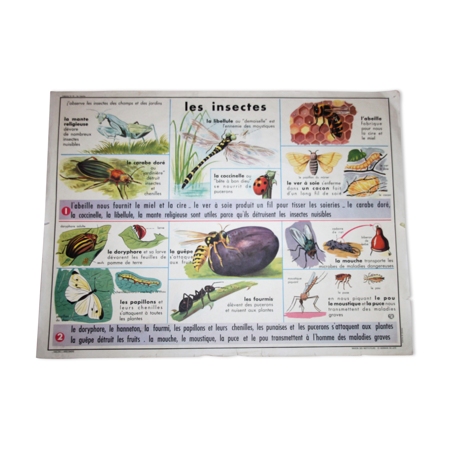 School poster old mdi the frog and insect 39 and 40