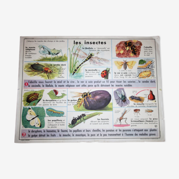 School poster old mdi the frog and insect 39 and 40