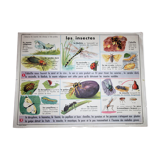 School poster old mdi the frog and insect 39 and 40