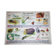 School poster old mdi the frog and insect 39 and 40