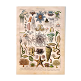 Lithographie Planche Océanographie 1897