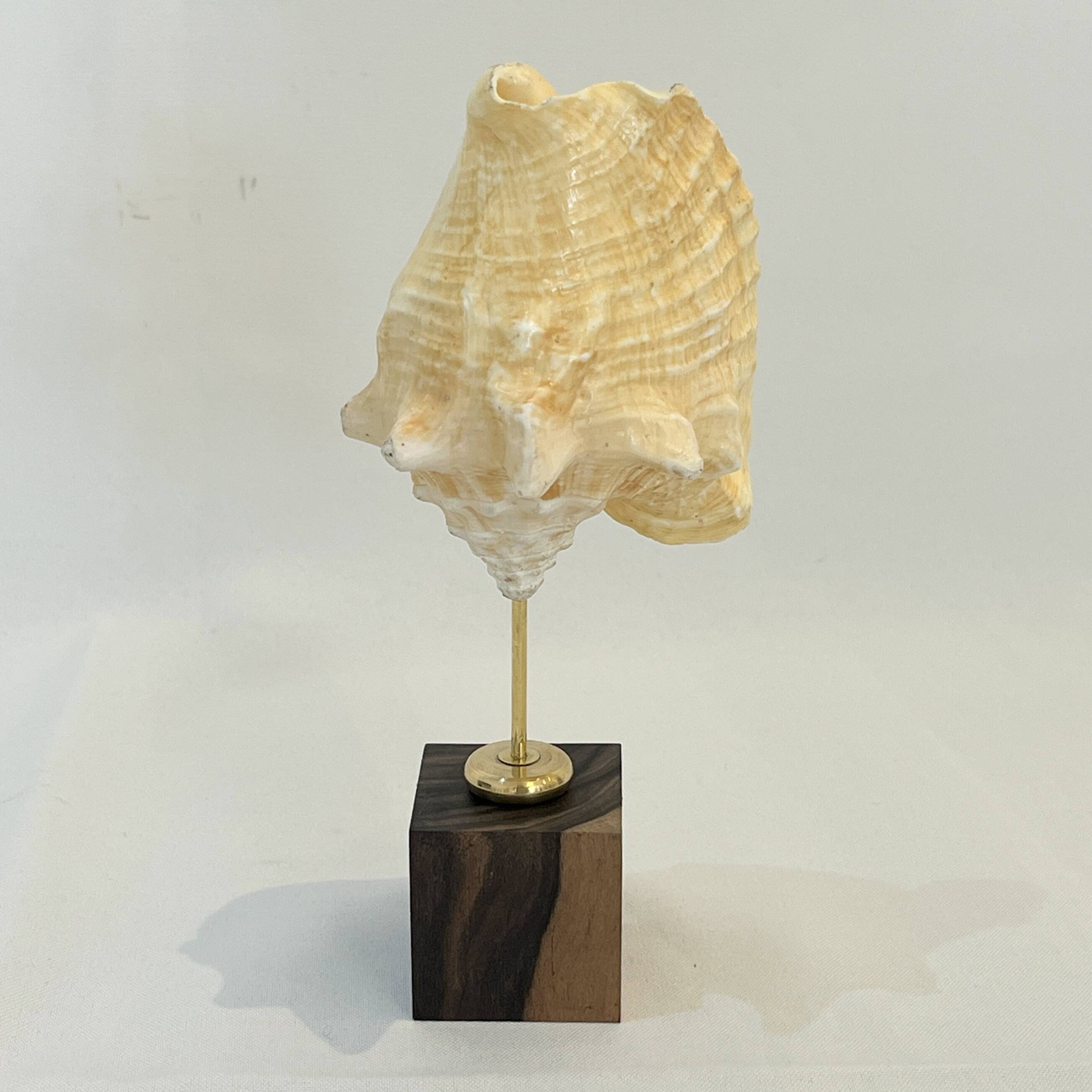 Shell on base "conch Strombus Latus" cabinet of curiosities