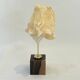 Shell on base "conch Strombus Latus" cabinet of curiosities