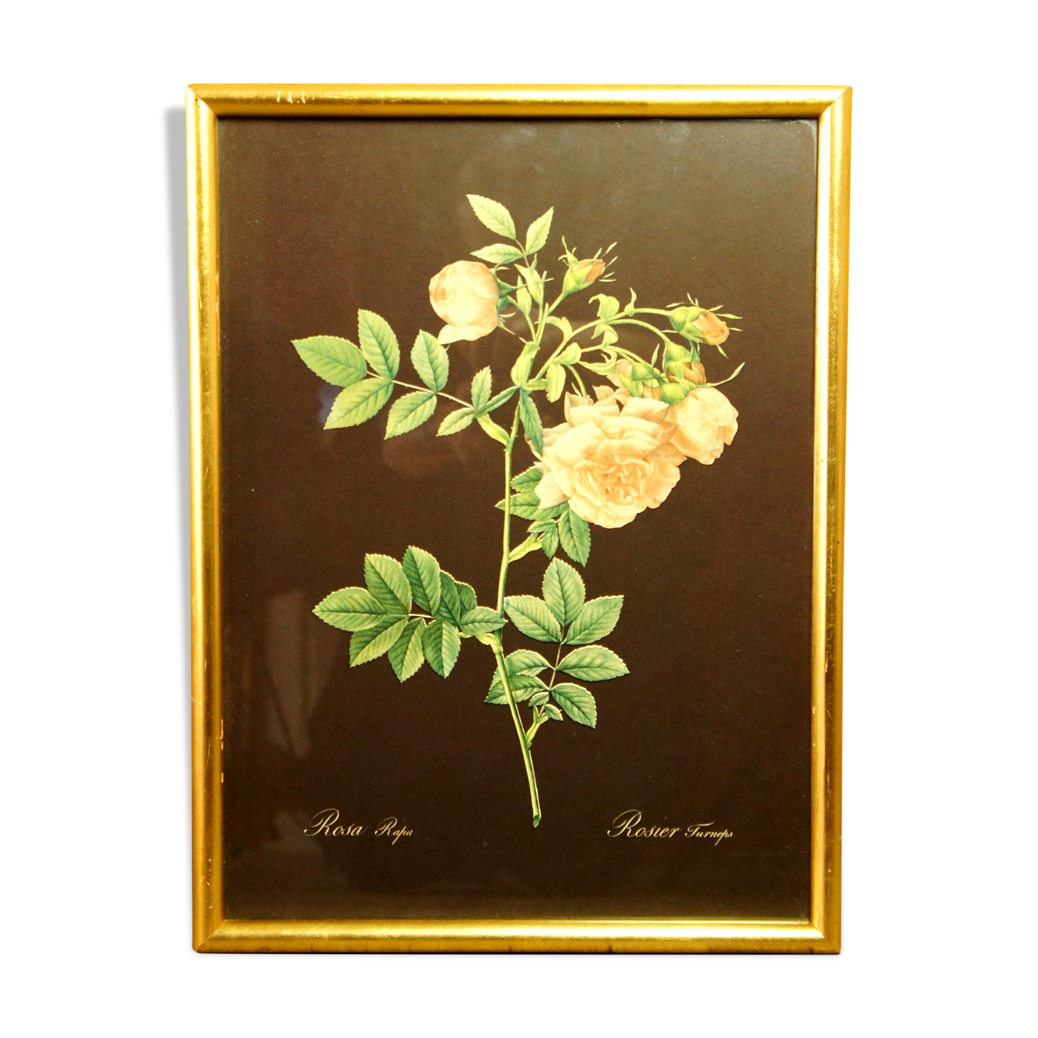 Golden frame with gold leaf - ancient botanical poster