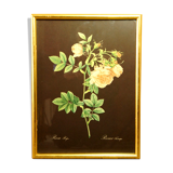 Golden frame with gold leaf - ancient botanical poster