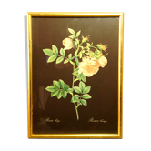 Golden frame with gold leaf - ancient botanical poster