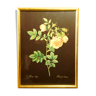 Golden frame with gold leaf - ancient botanical poster