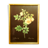 Golden frame with gold leaf - ancient botanical poster