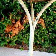 Pair of bistro gueridon late 19th century early 20th