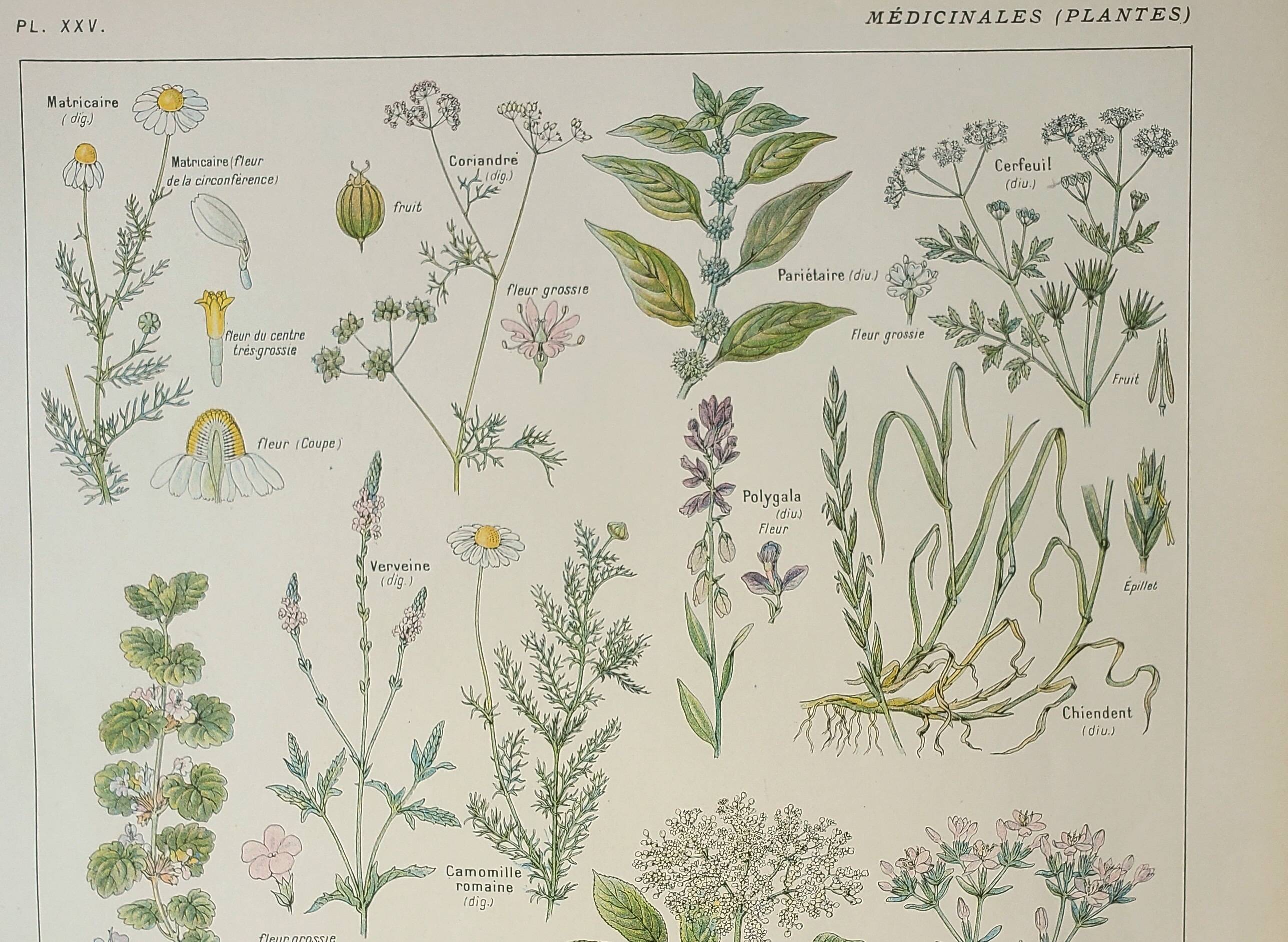 Old engraving 1922, Medicinal plants 2, flowers and plants, flora • Lithograph, Original plate