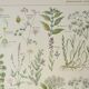 Old engraving 1922, Medicinal plants 2, flowers and plants, flora • Lithograph, Original plate