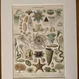Lithograph on oceanography - 1900