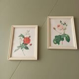 Two litho rose Redouté