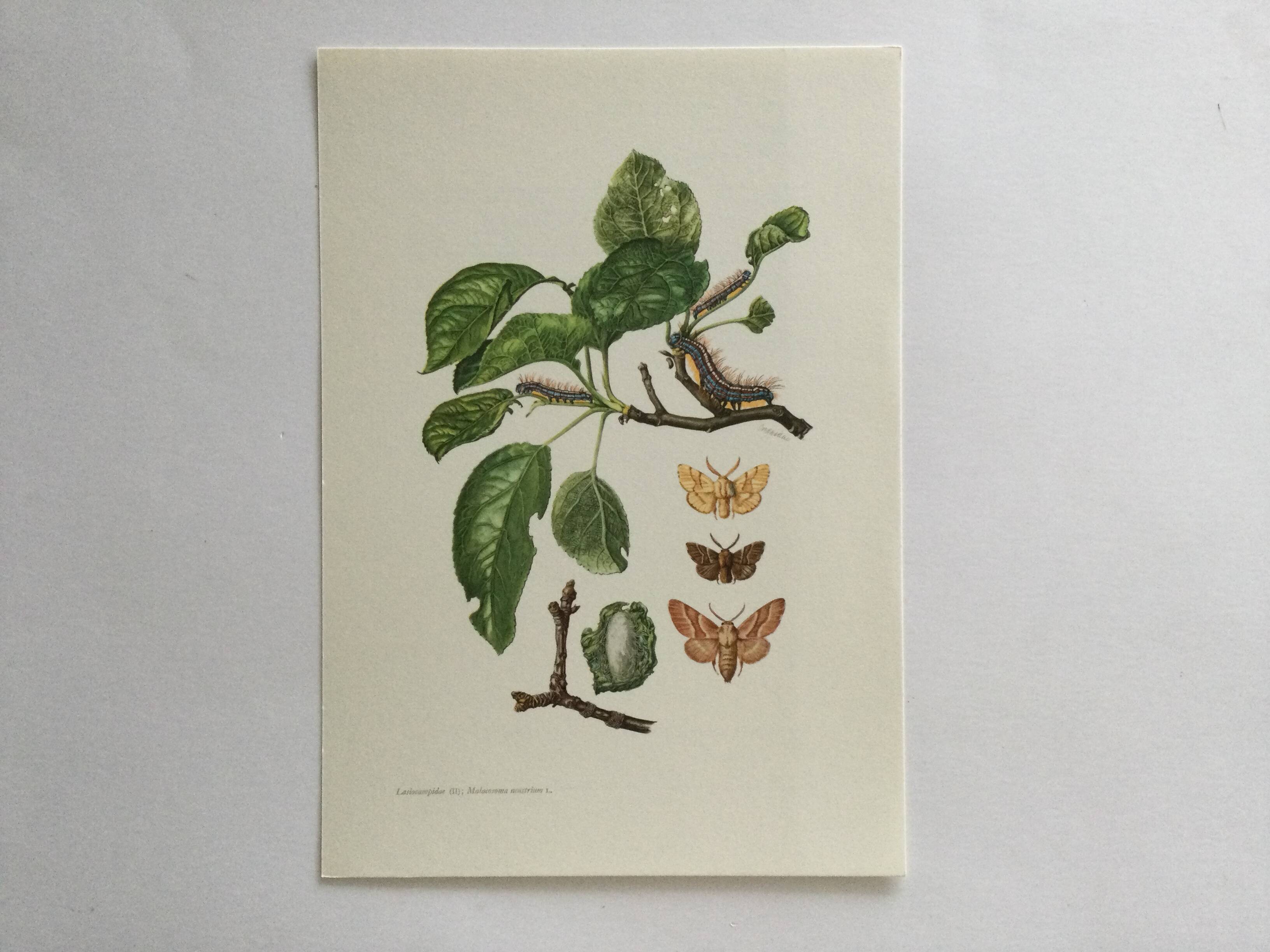 Old illustration "Butterflies", original plate from the 60s
