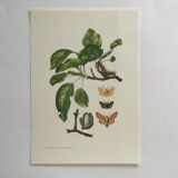 Old illustration "Butterflies", original plate from the 60s