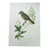 Old bird plate from the 1960s - Meadow Pipit - Zoological and ornithological illustration