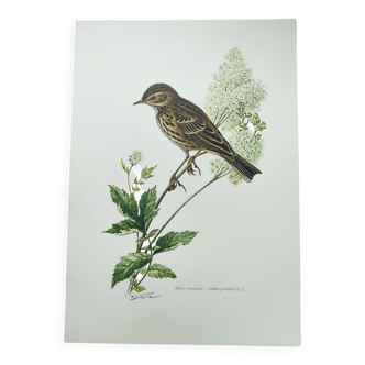Old bird plate from the 1960s - Meadow Pipit - Zoological and ornithological illustration