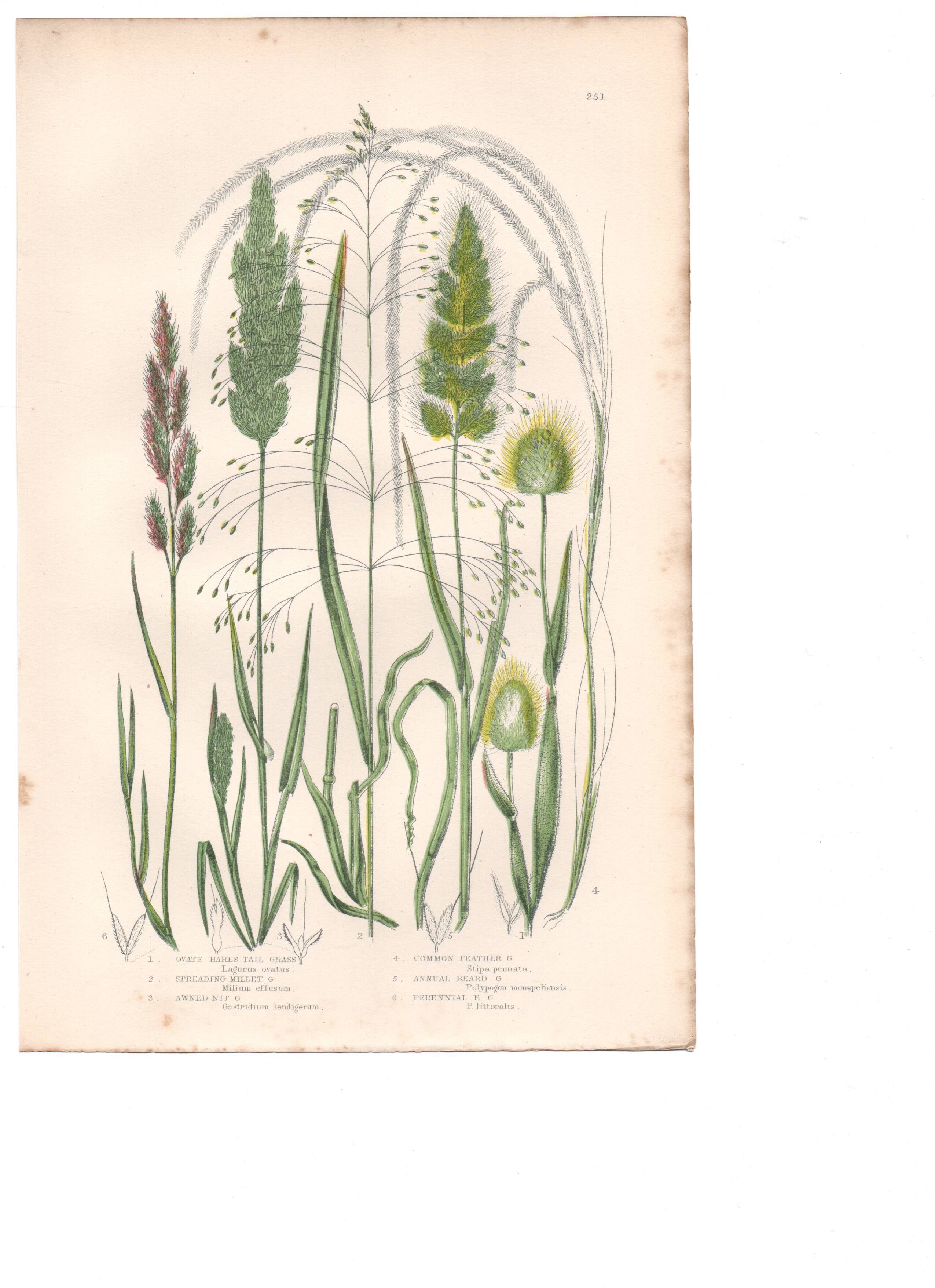 Gravure botanique ancienne. Fleur