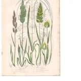 Gravure botanique ancienne. Fleur