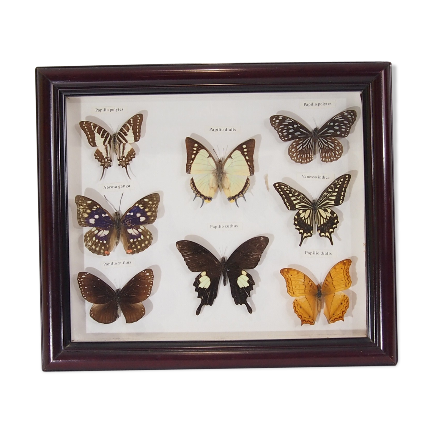 Naturalized butterfly frame, vintage